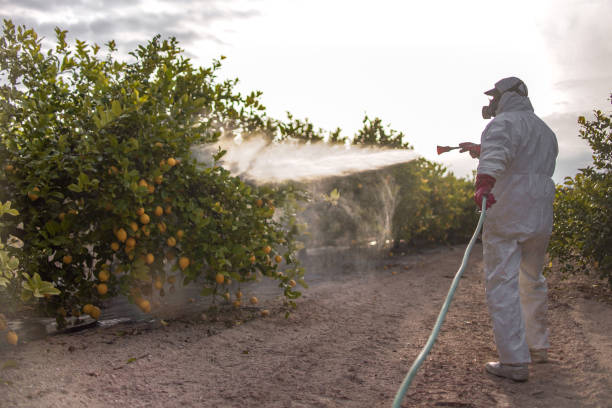 Best Bed Bug Extermination  in Walls, MS