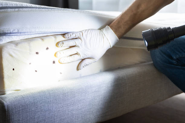 Best Affordable Pest Control Services  in Walls, MS