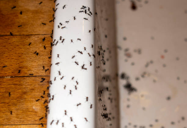 Best Insect Control  in Walls, MS
