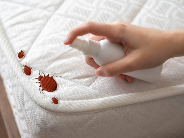 Best Cockroach Control Services  in Walls, MS