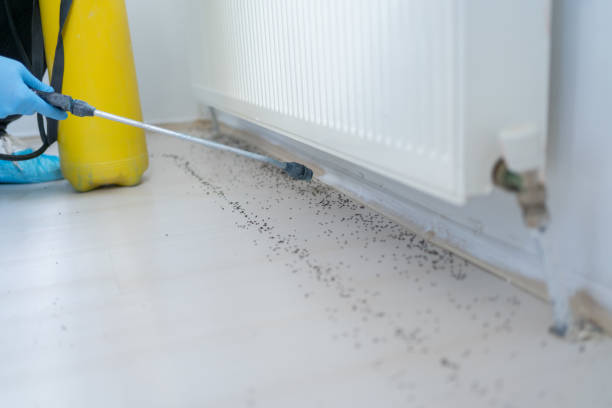 Best Termite Control Services  in Walls, MS