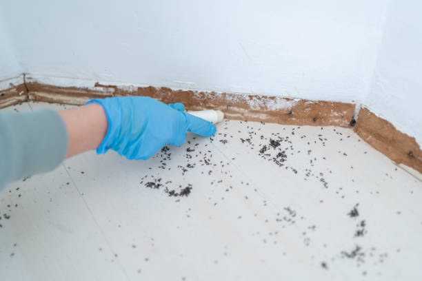 Trusted Walls, MS Pest Control Experts