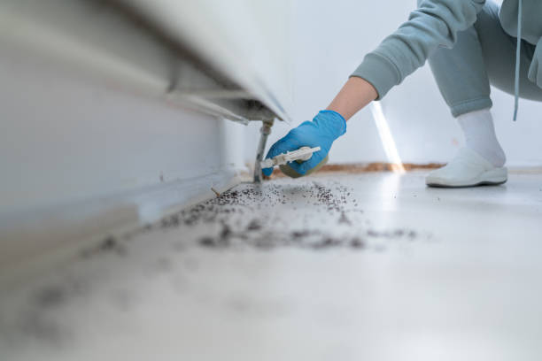 Best Flea Control Services  in Walls, MS